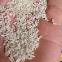 برنج عنبر بو معطر ایرانی