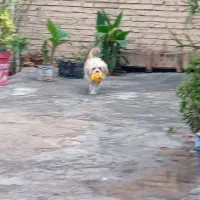 سگ فانتزی|سگ|مرودشت, ابوذر جنوبی|دیوار