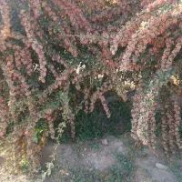 نهال زرشک بالای۳سال خریدارم|خدمات باغبانی و درختکاری|بیرجند, |دیوار