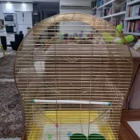 قفس پرنده|لوازم جانبی حیوانات|اهواز, کیانپارس |دیوار