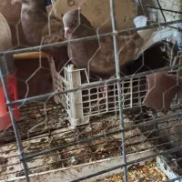 کبوتر دمسفید|پرنده|دوگنبدان, |دیوار