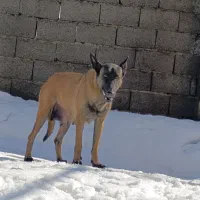 توله مالینویز ماده