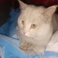 اسکاتیش بریتیش شورت هیر