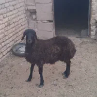 فروش یک راس بره ماده قزل افشار هترو . دوقلوزا