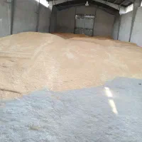 گندم دیم بذری