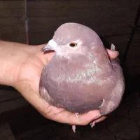 کبوتر اشعل سرخ دم سفید