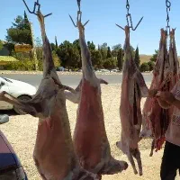 کهره بره گوشتی|حیوانات مزرعه|شیراز, قلات|دیوار