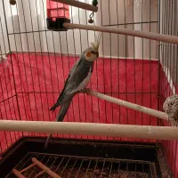 عروس هلندی نر تو پر|پرنده|اصفهان, رکن الدوله شرقی|دیوار