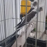 فروش ۱جفت نرو ماده بالغ و ۲ عددزعفرانی