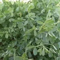 یونجه و خصیل جو و گندم