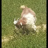 چند راس بزغاله شاخ انبری بفروش می‌رسد کشتاریم دارم