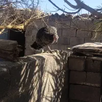 بوقلمو فروشی