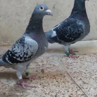 پلاکی یک جفت پرینت ۵۵۰ کلیومتر