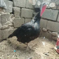 سه عدد بوقلمون آمریکایی ماده|حیوانات مزرعه|سبزوار, کهنه آب|دیوار