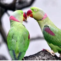 شاه طوطی ، کاسکو ، آرا ، کاکادو ، عروس هلندی
