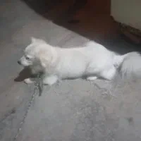 سگ پاکوتا|سگ|آزادشهر, |دیوار