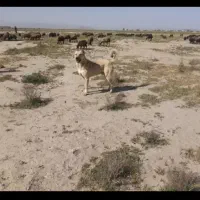سگ سراب