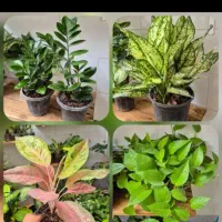 گل و گیاه به قیمت عمده برای خودت بفروش