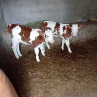 گوساله نر وماده|حیوانات مزرعه|انزل, |دیوار