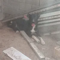 یک عدد سگ دورگ روانی