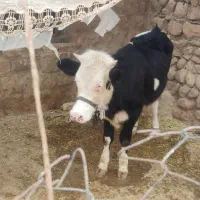گاو وگوساله ماده فروشی