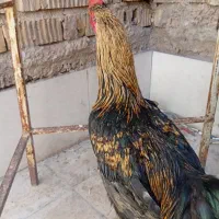 مرغ و خروس محلی|حیوانات مزرعه|شیراز, کوشک میدان|دیوار