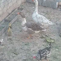 غاز