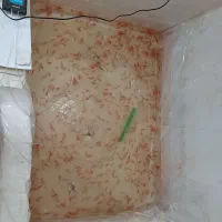 ماهی قرمز عمده|ماهی|قم, انصار‌الحسین|دیوار