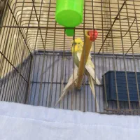 مرغ عشق پروانه ای|پرنده|الوند, |دیوار