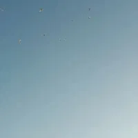 طوقی|پرنده|ایلام, |دیوار