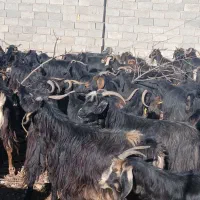 ۹۰ راس بز داشتی درجه یک|حیوانات مزرعه|آبدانان, |دیوار