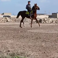 اسب|اسب و تجهیزات اسب‌سواری|اهواز, کوی علوی|دیوار