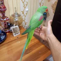 شاه طوطی سخنگو فول اهلی حلقه پا