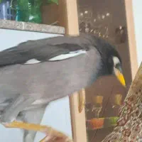 گمشده .مژدگانی پرنده‌مینا