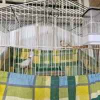 فنچ|پرنده|گرگان, |دیوار