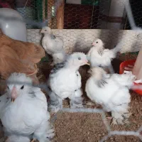 تخم مرغ برهما|حیوانات مزرعه|رشت, باهنر|دیوار