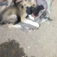 توله سگ|سگ|زاهدان, |دیوار