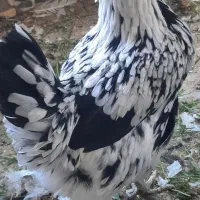 تخم مرغ نطفه دار گلین|حیوانات مزرعه|اصفهان, قهجاورستان|دیوار