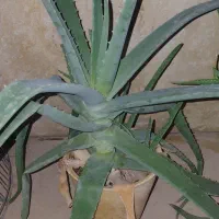 انواع گل آپارتمانی|گل و گیاه طبیعی|شاهینشهر, حافظ جنوبی|دیوار