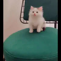 بچه گربه نژاد دار سالم تمیز