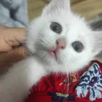 بچه گربه دو ماهه نر