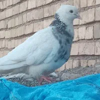 طوقی هفت رنگ عروسک