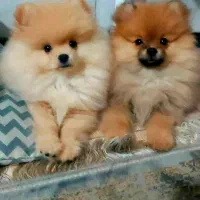 پامرانین ۷۰ روزه