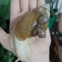 حلزون و جوجه حلزون آلبینو