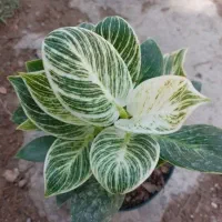 انجام امور روزانه...