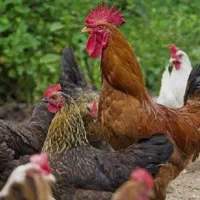 فروش مرغ جوجه وخروس|حیوانات مزرعه|جوانرود, |دیوار