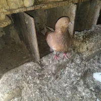 کفتر زرد ماده رودان برنطین