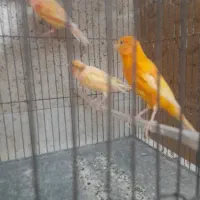 قناری ماده سرخ