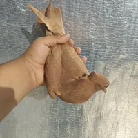 جونه گرفتنی۲پری نر|پرنده|بروجرد, |دیوار