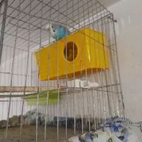 مرغ عشق|پرنده|لردگان, |دیوار